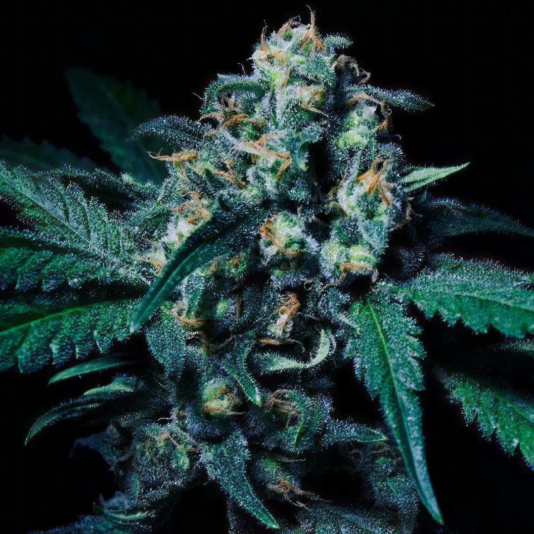 Photo of Negra 44 growing
