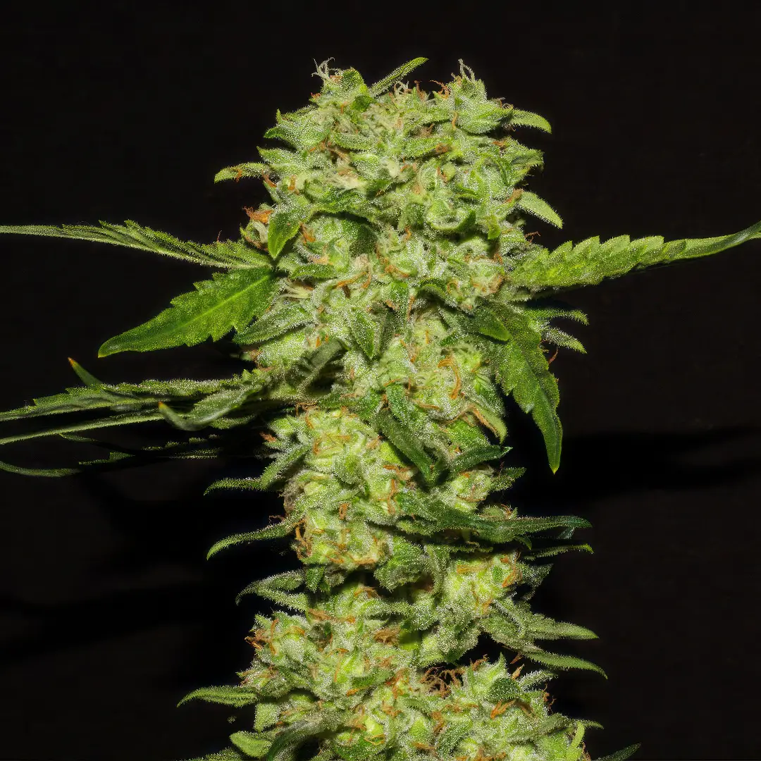 Photo of Portela growing