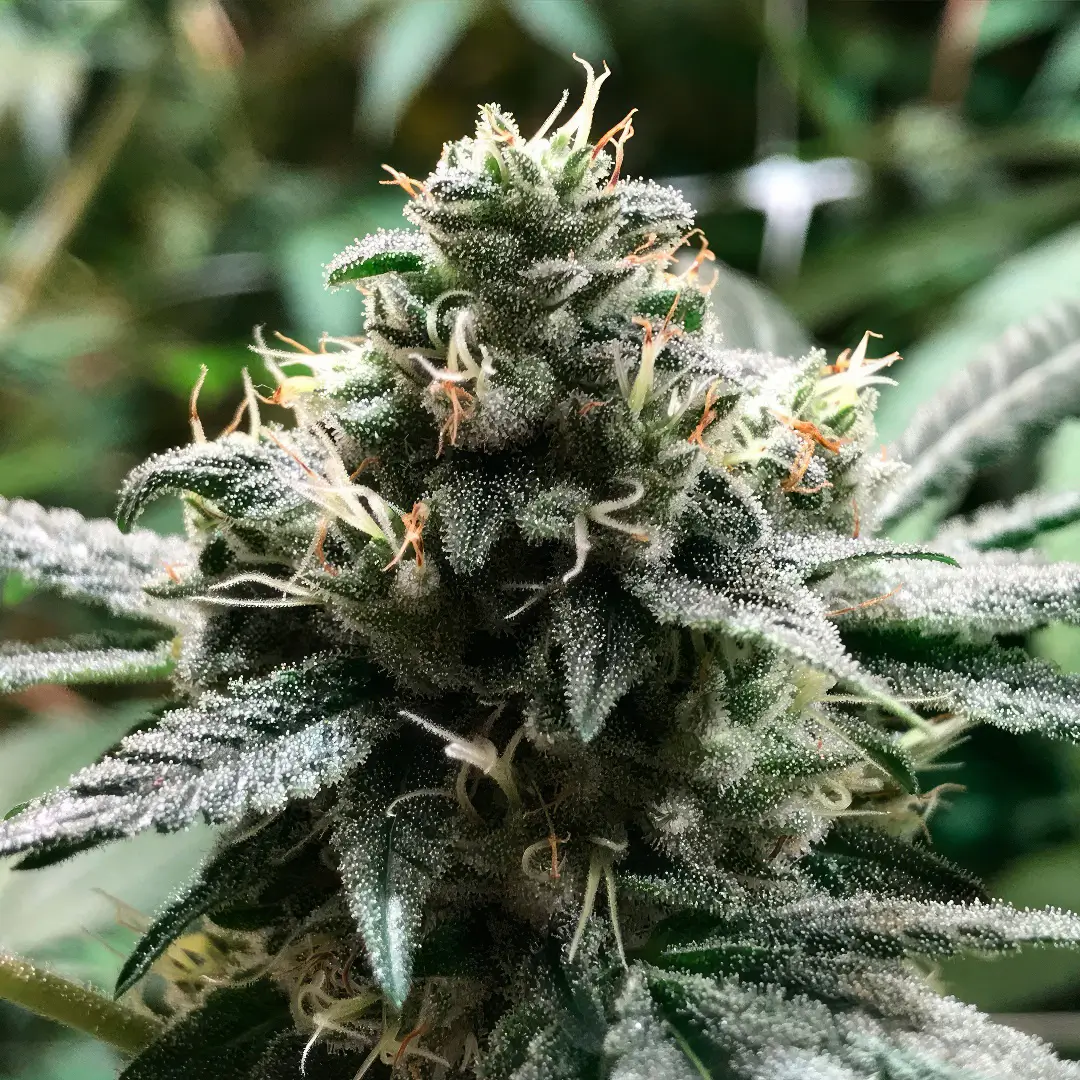 Photo of Eli growing
