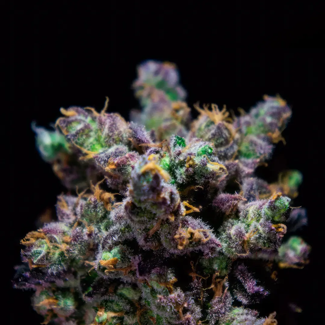 Photo of Z-Kiem growing
