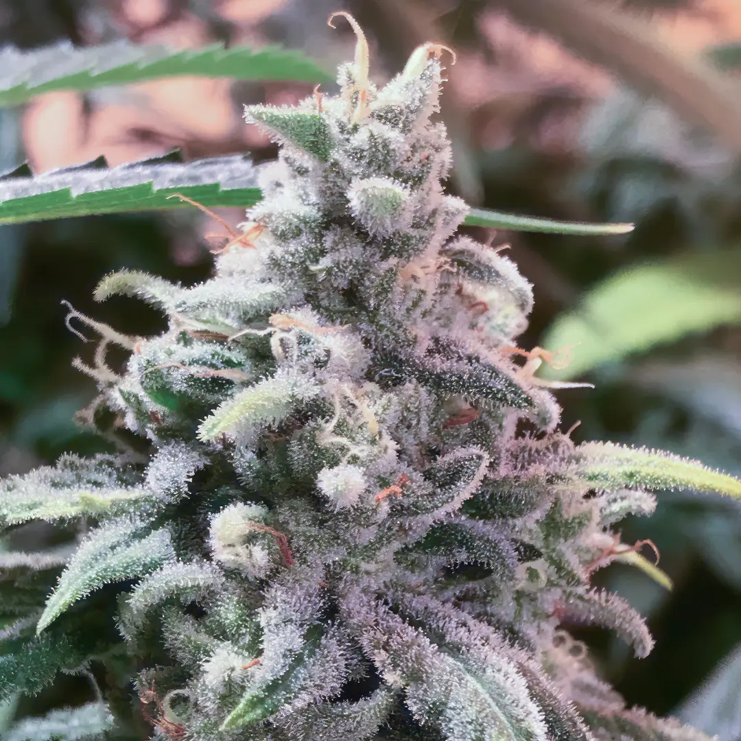 Photo of Deadcheese growing