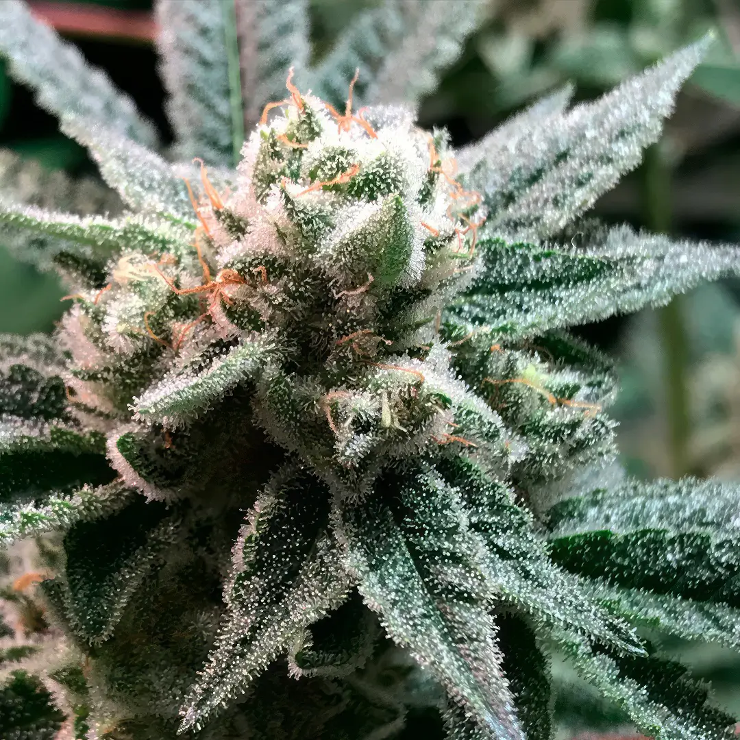 Photo of Sublimator growing