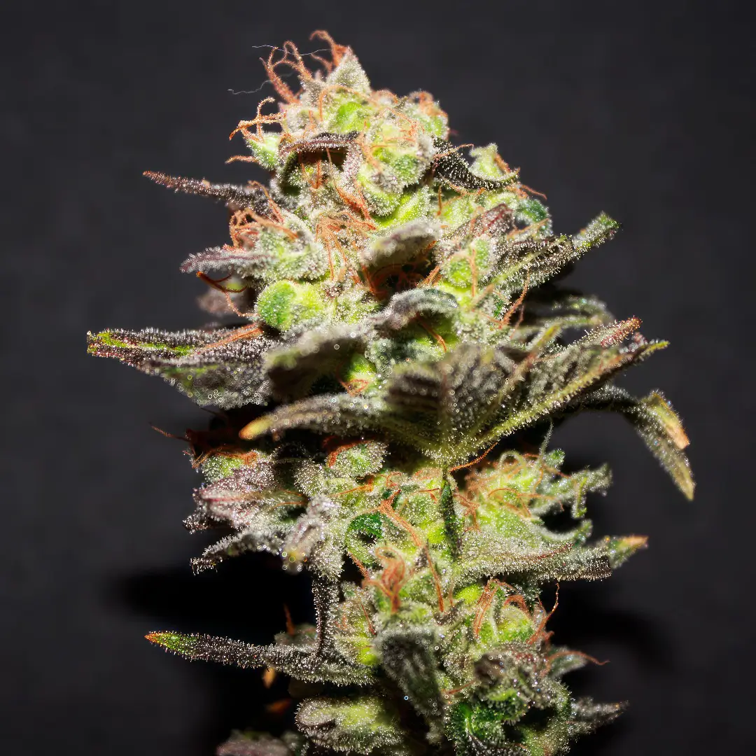 Photo of Icer growing