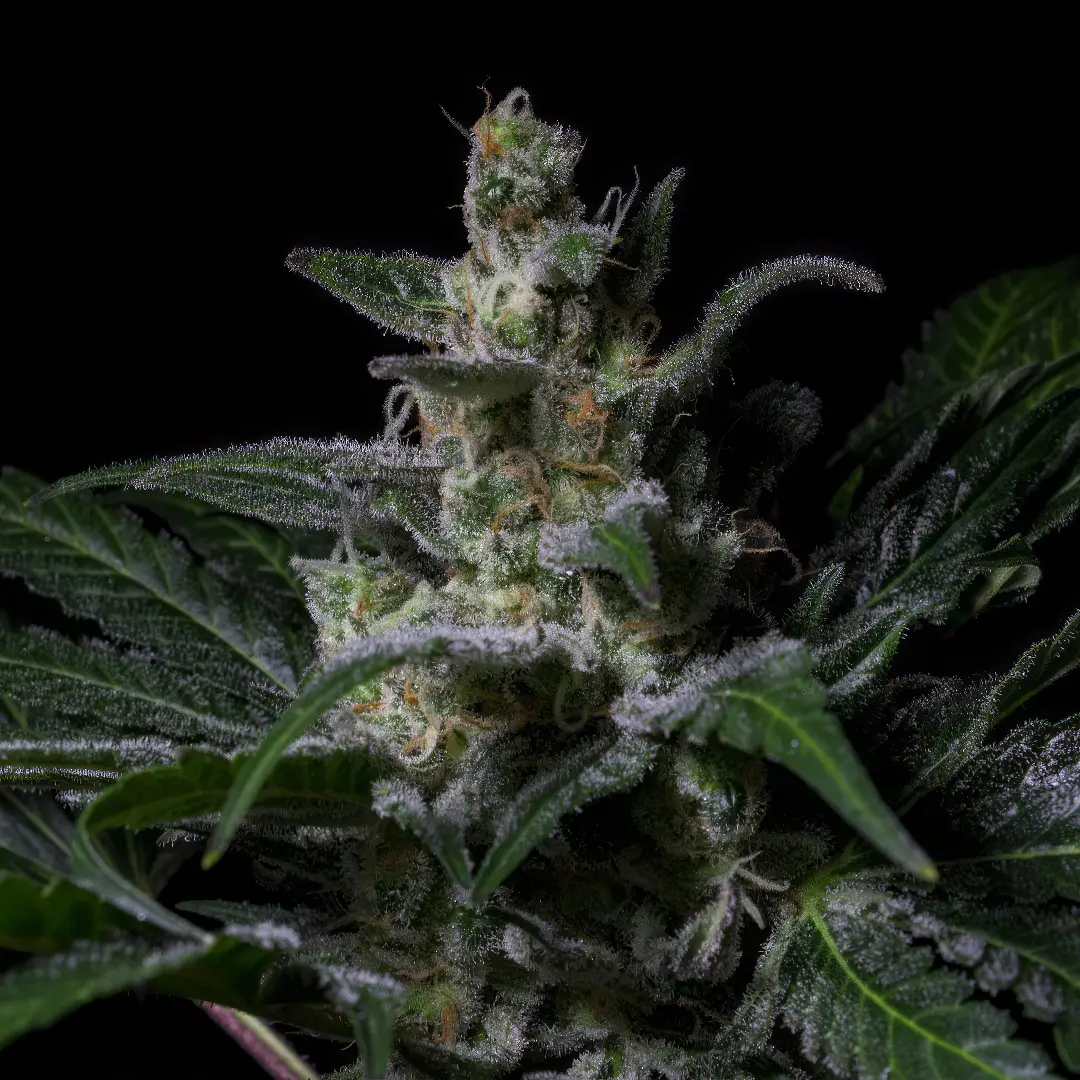 Photo of Muse growing