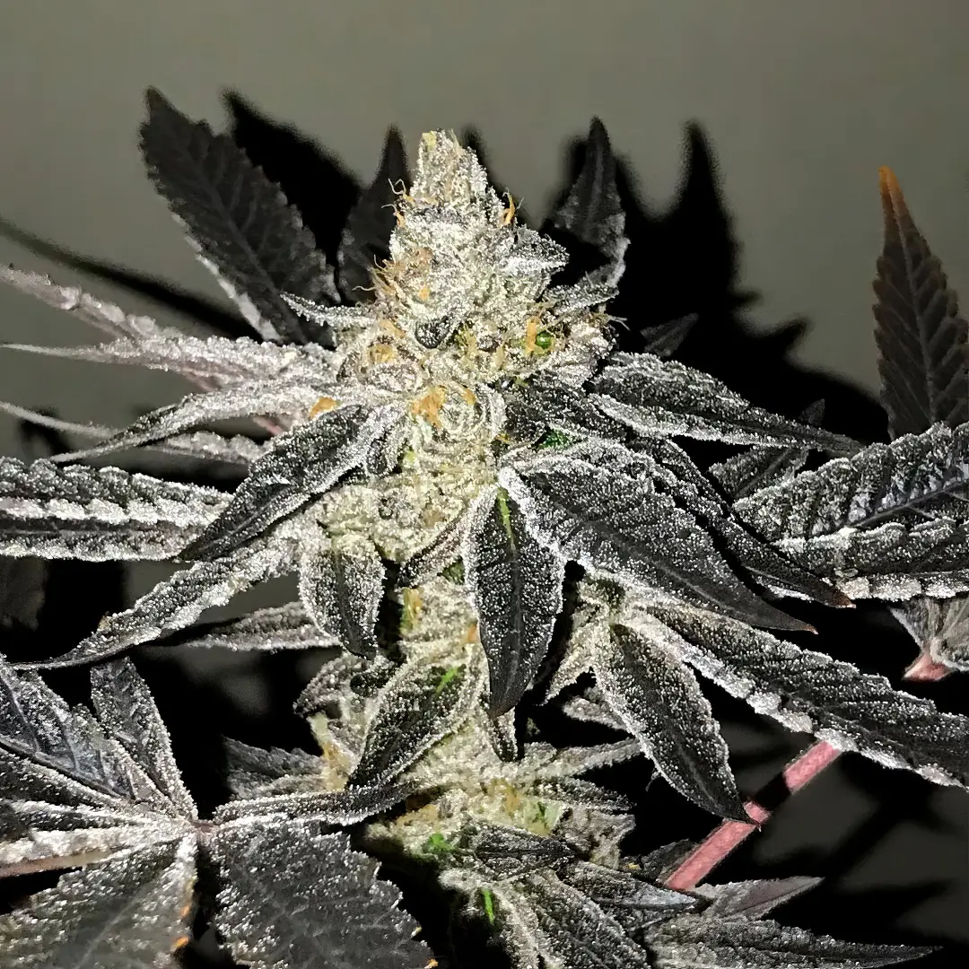Photo of 2y2 growing