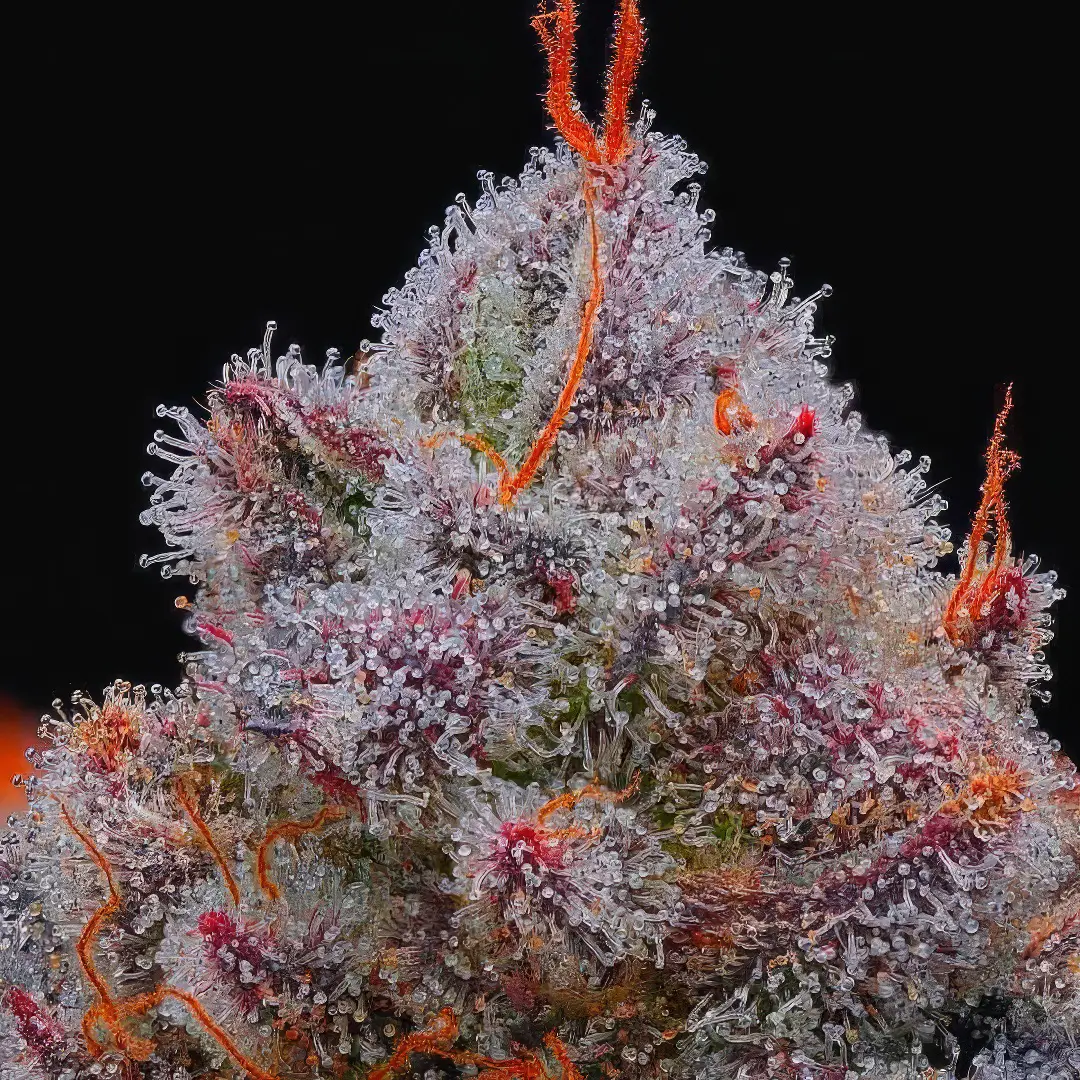 Photo of El Xupet Negre growing