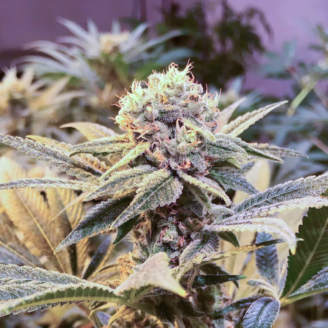 Photo of R-Kiem by R-Kiem Seeds growing