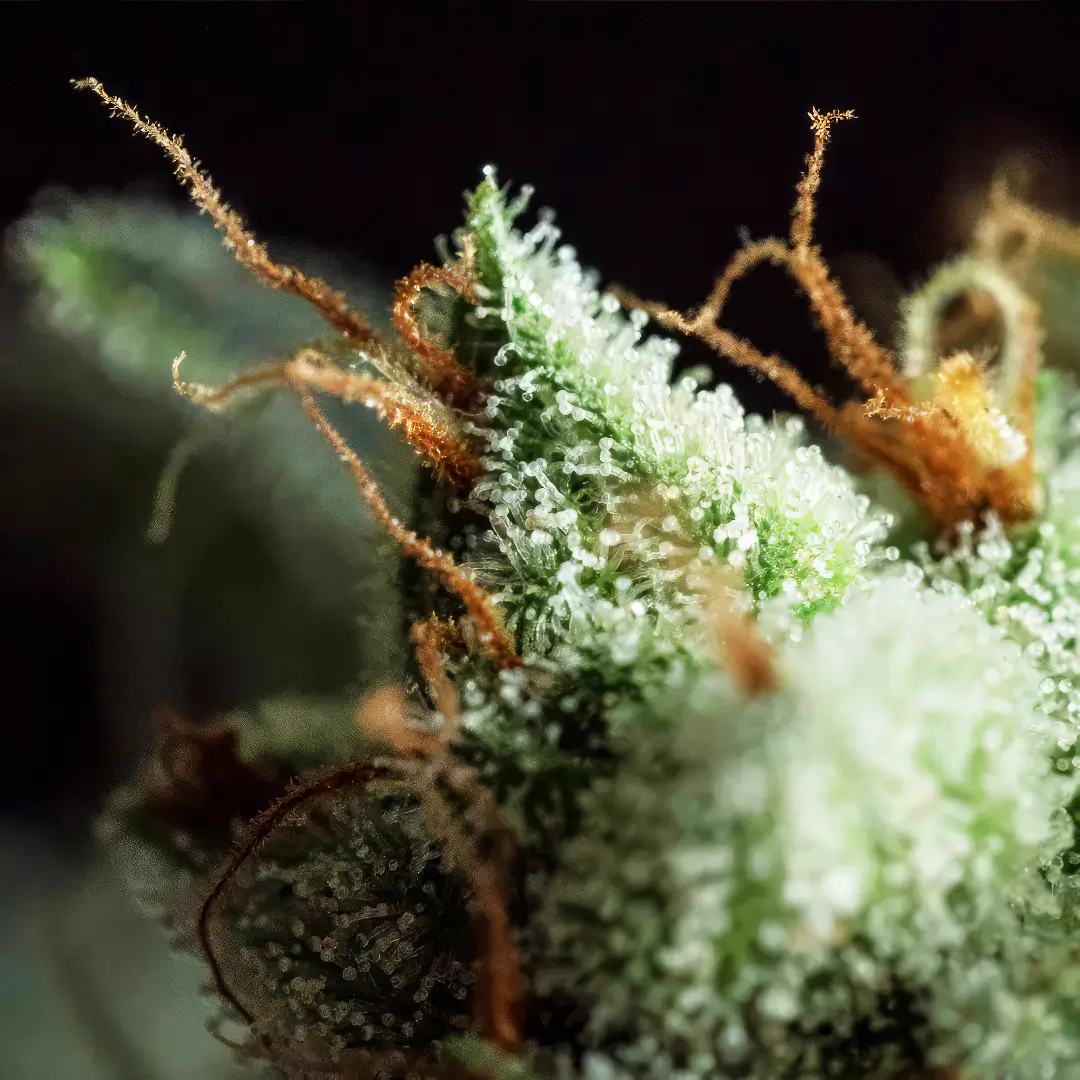 Photo of G.O.S. by R-Kiem Seeds growing