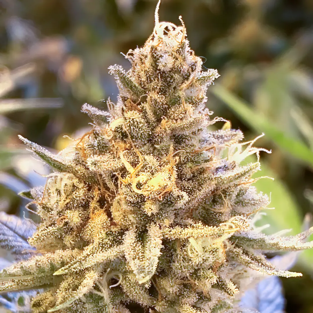Photo of Hibiscus by R-Kiem Seeds growing