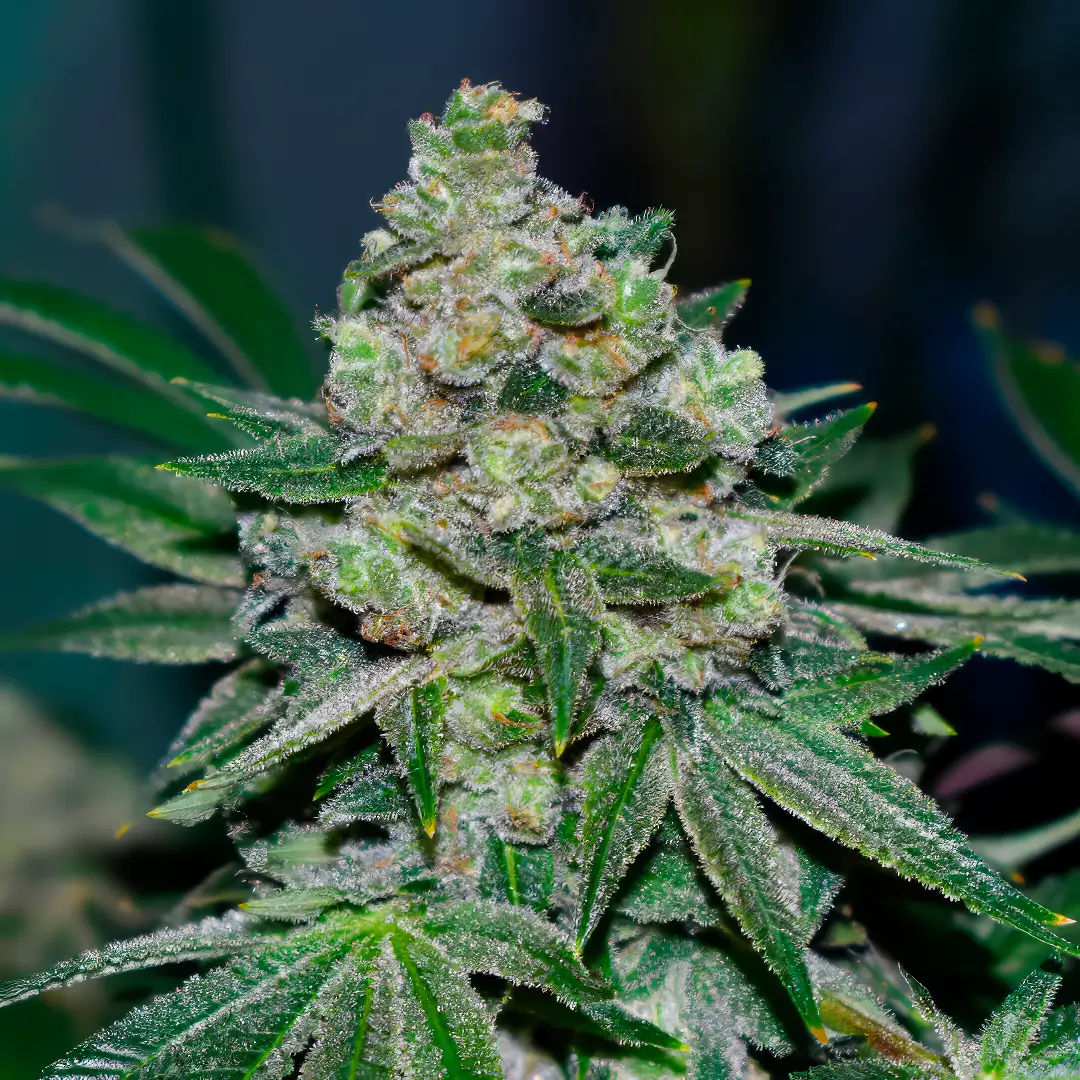 Photo of Klementine (Regular) by R-Kiem Seeds growing