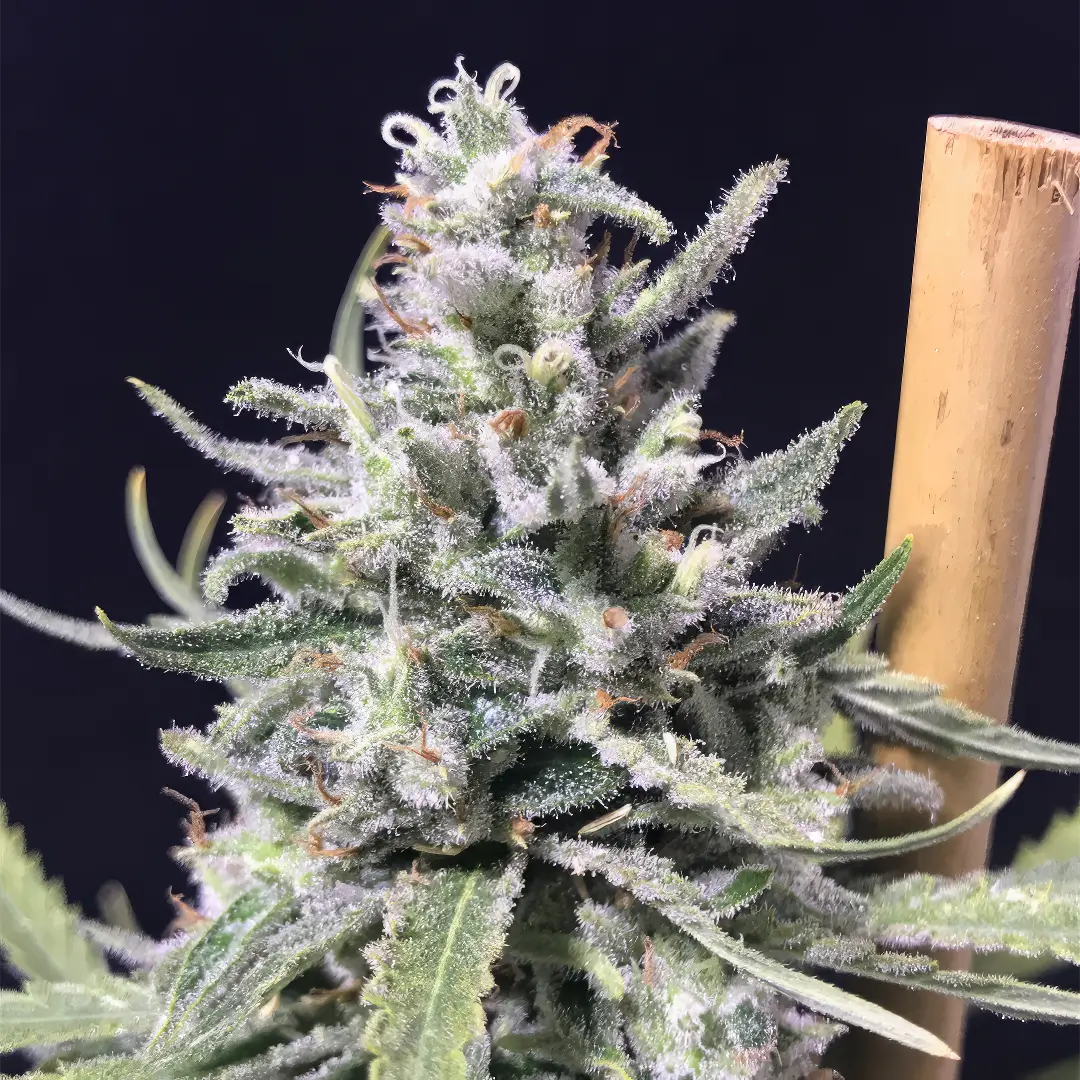 Photo of Thunder by R-Kiem Seeds growing