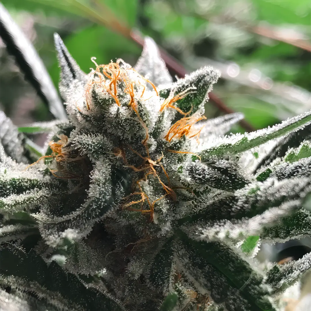 Photo of Condor by R-Kiem Seeds growing