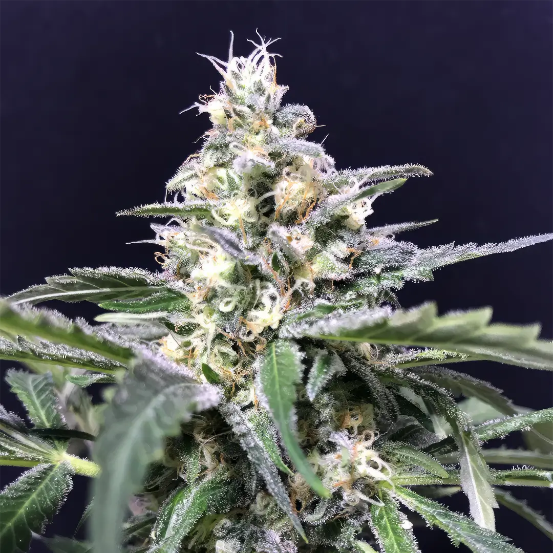 Photo of Amazon by R-Kiem Seeds growing