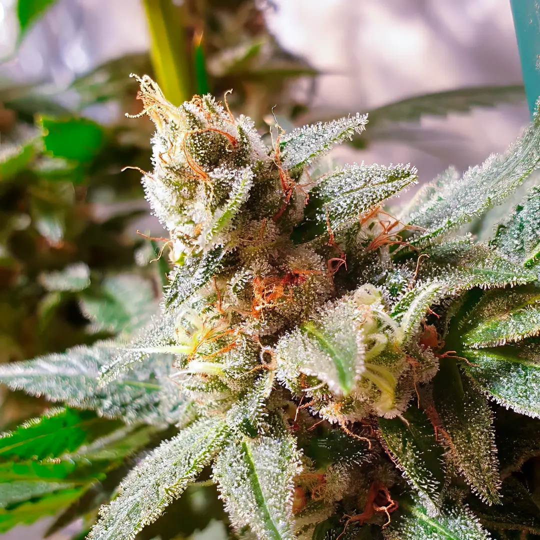 Photo of Gala CBD by R-Kiem Seeds growing