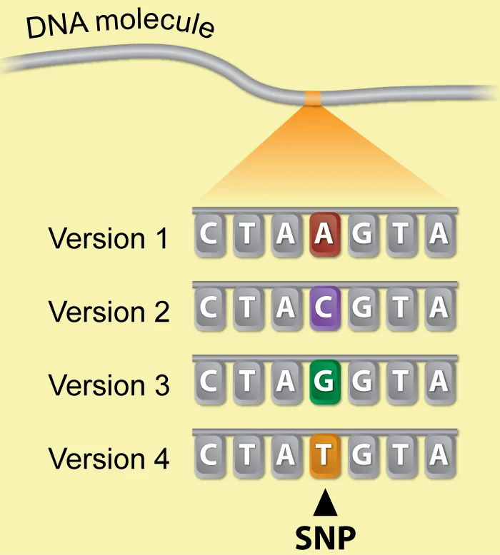 Graphic of a single nucleotide polymorphism