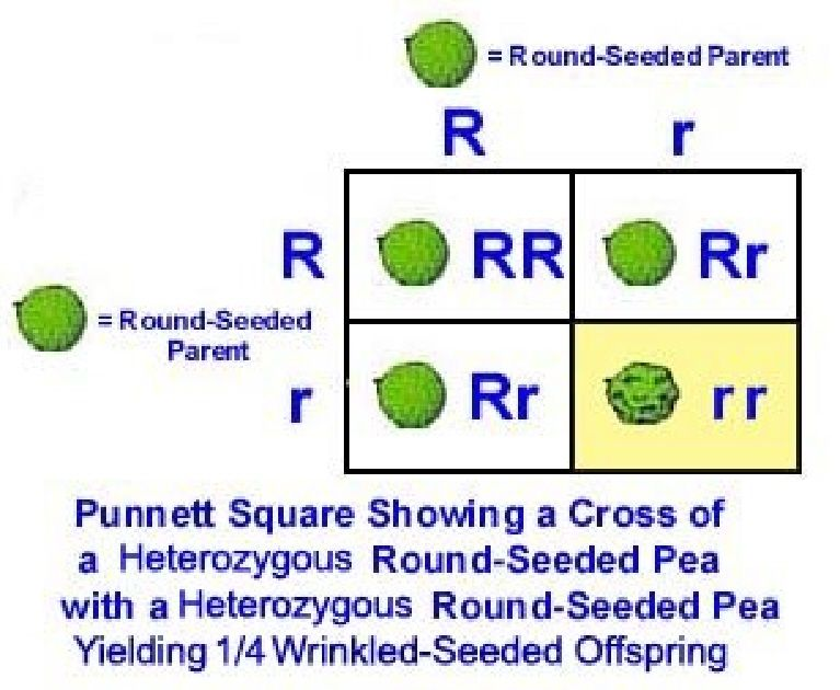 Punnet Square Showing a Cross of a heterozygous round-seeded pea with a heterozygous round-seeded pea yielding 1/4 wrinkled-seeded offspring