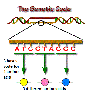 Triplet Codons in DNA Code for Different Amino Acids