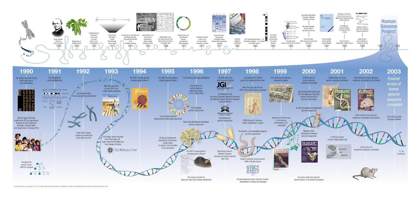 Important Dates in the Timeline of Genetic Discovery