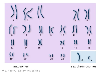 Human Autosomes and Sex Chromosomes