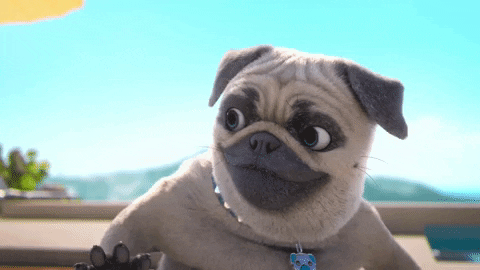 Gif chien qui fait un clin d'oeil