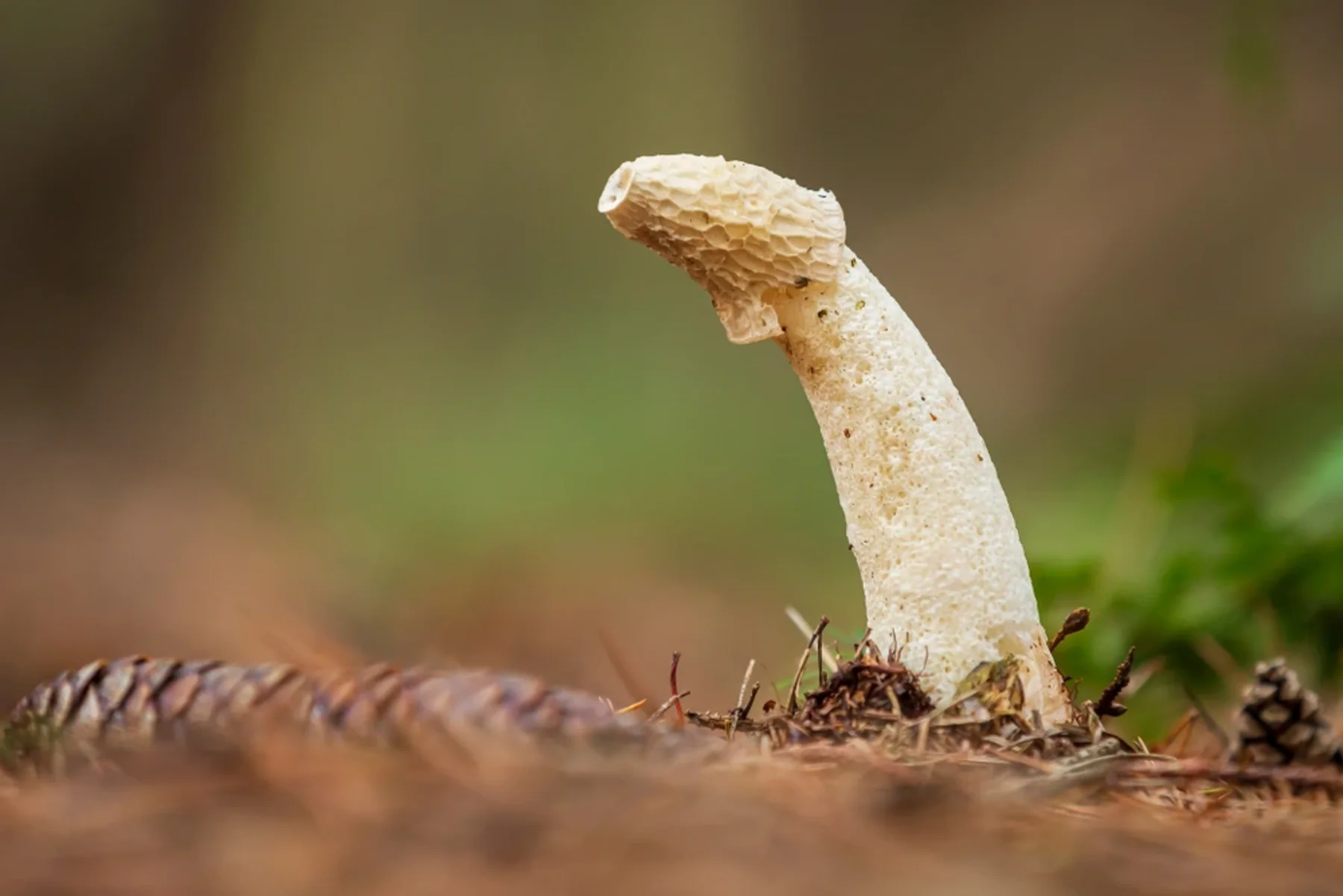 Pilz in Phallusform als visuelle Metapher für Candida-Infektion am Penis. | GoSpring