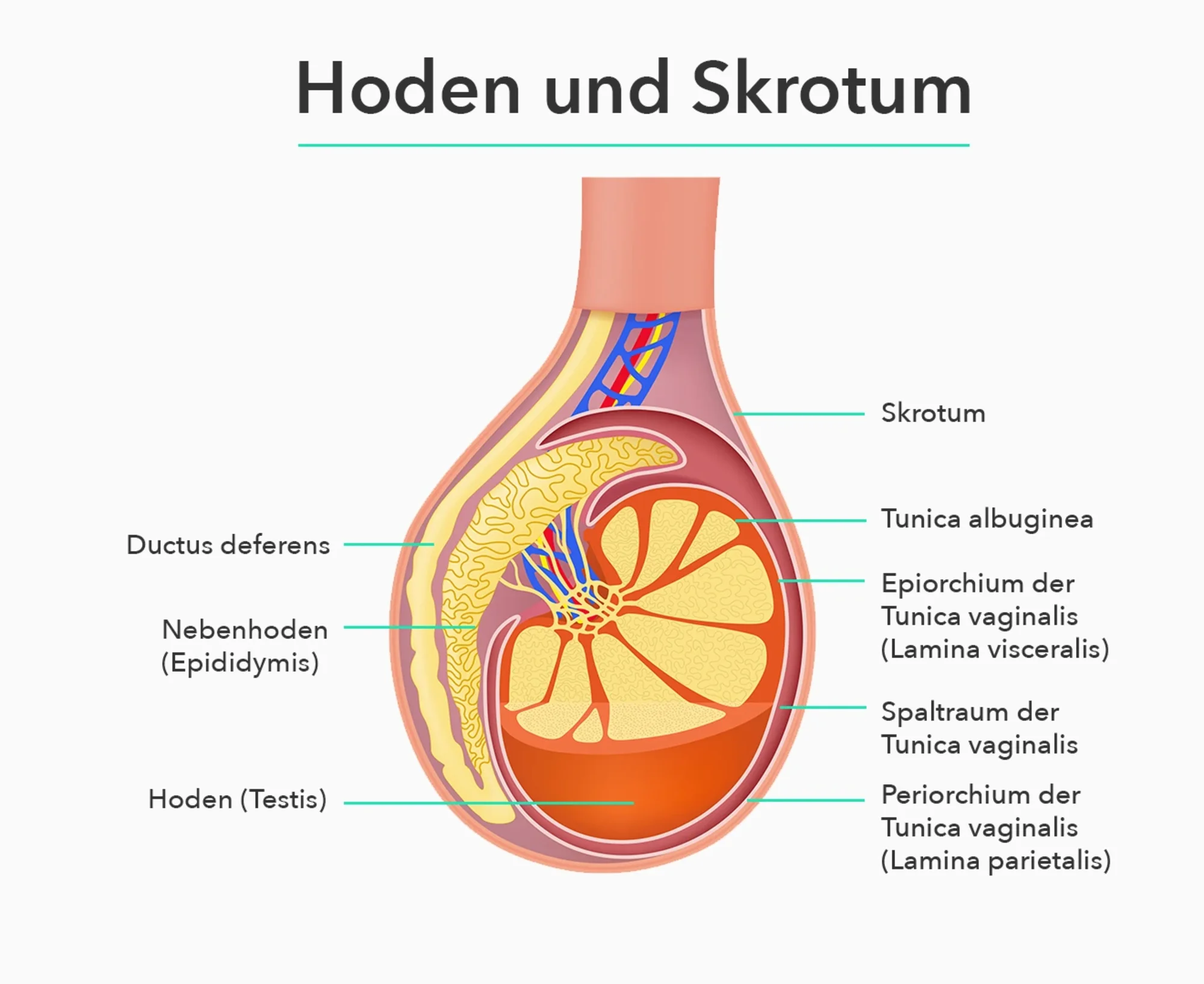 Aufbau der hoden. | GoSpring
