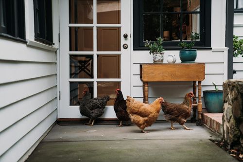 Dingleigh of Sassafras