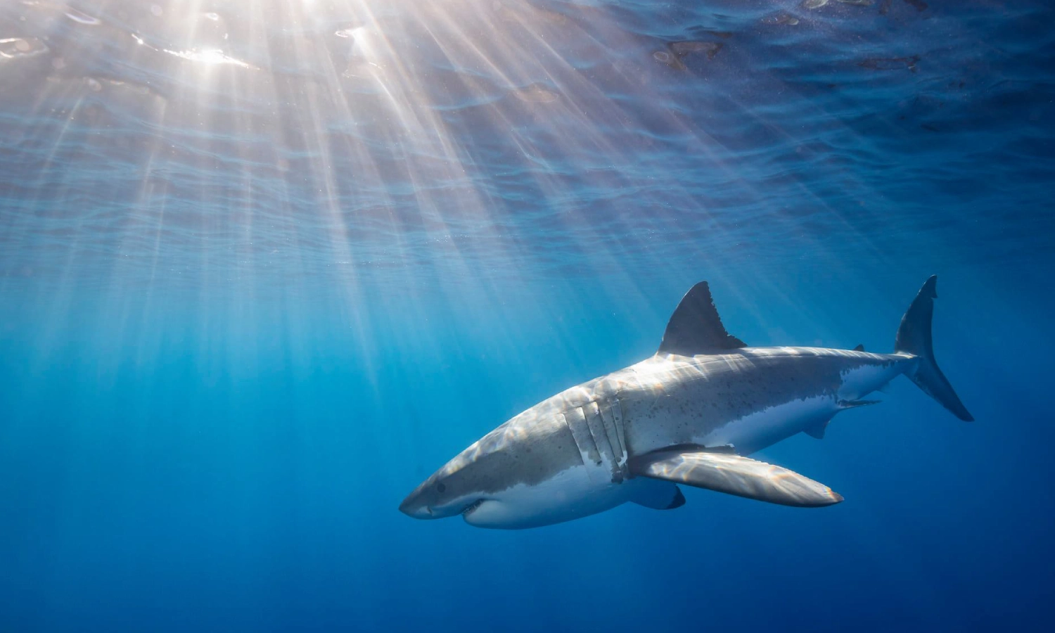 Cestovní kancelář UWH s.r.o.