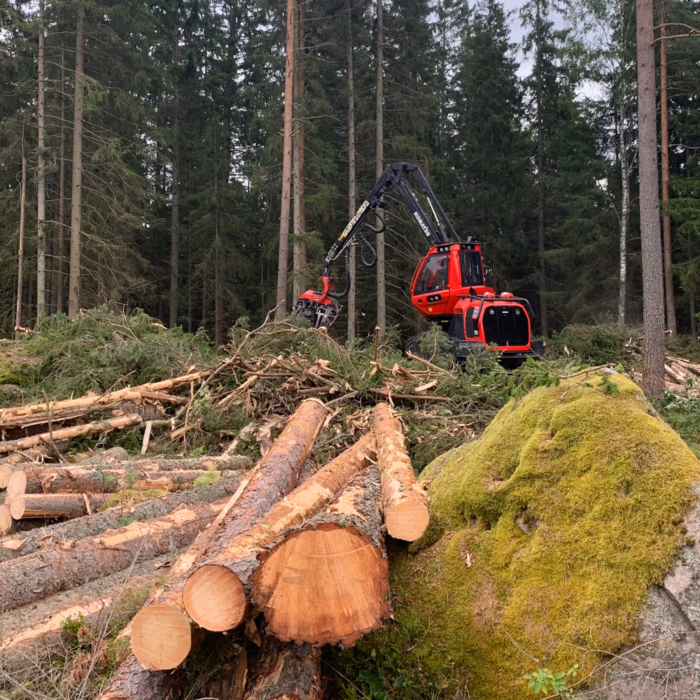 Föryngringsavverkning