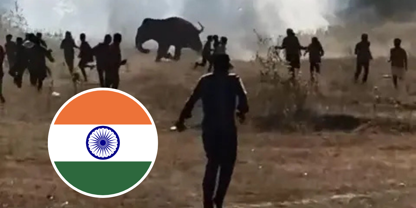 ELEPHANT RAMPAGE LEAVES 22 PEOPLE DEAD IN  INDIA