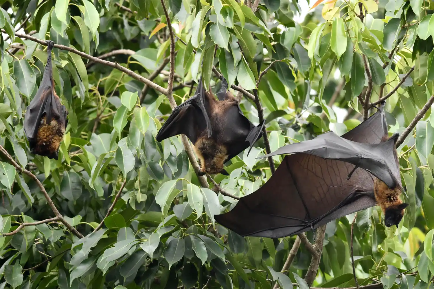 Bats take rest on trees in Guwahati on May 23, 2018. A deadly virus carried by fruit bats has killed at least five people in southern India and more than 90 people are in quarantine, a top health official said on May 22.