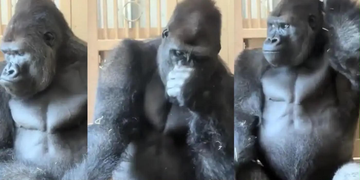 JAPANESE GORILLA KIYOMASA CAUGHT IN DEEP THOUGHT AFTER DISPUTE WITH PARTNER
