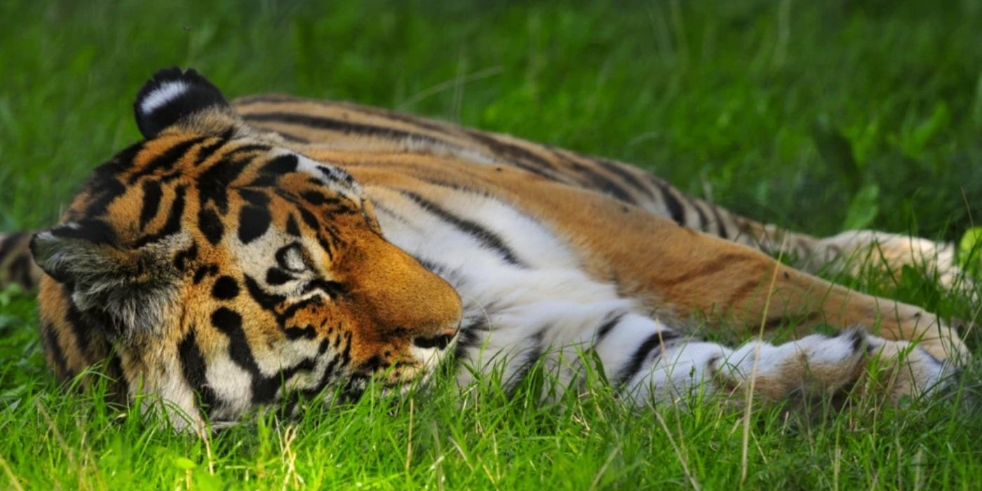 MAN DIES AFTER ENTERING YORKSHIRE WILDLIFE ENCLOSURE