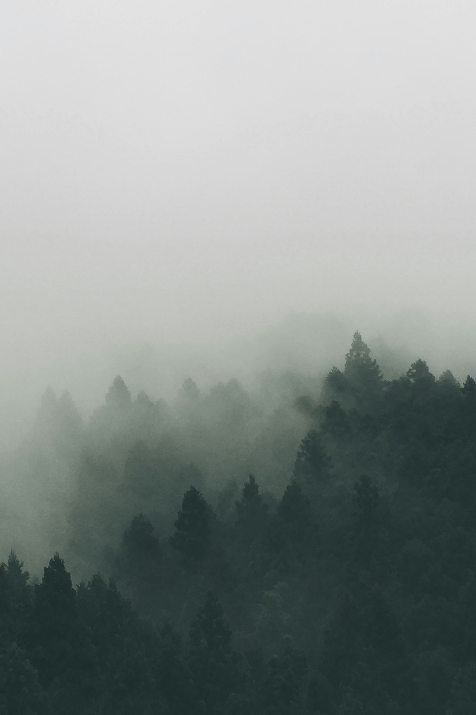 Evergreen trees in the mist. Photo by Staffan Kjellvestad on Unsplash