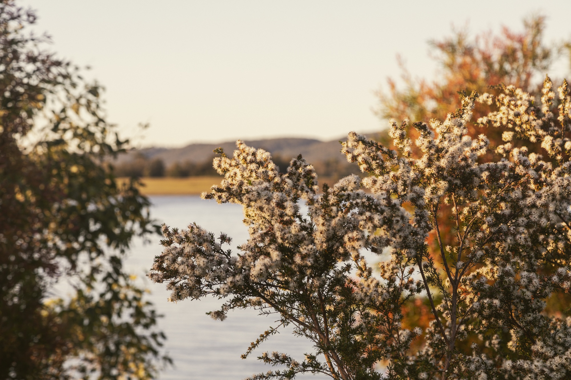 A decade of ecological renewal