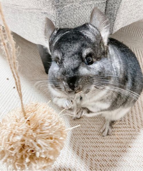 how much are chinchillas