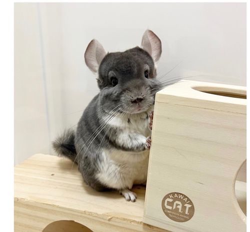 Chinchilla for sale