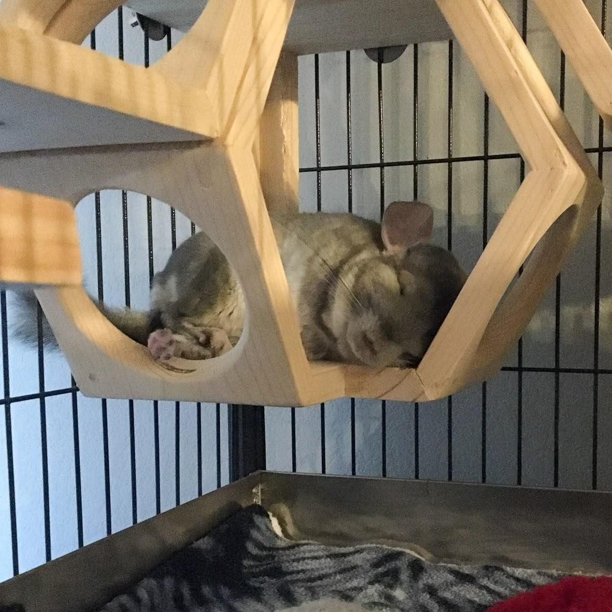 chinchilla cage