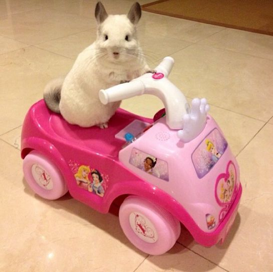 Chinchilla for sale USA
