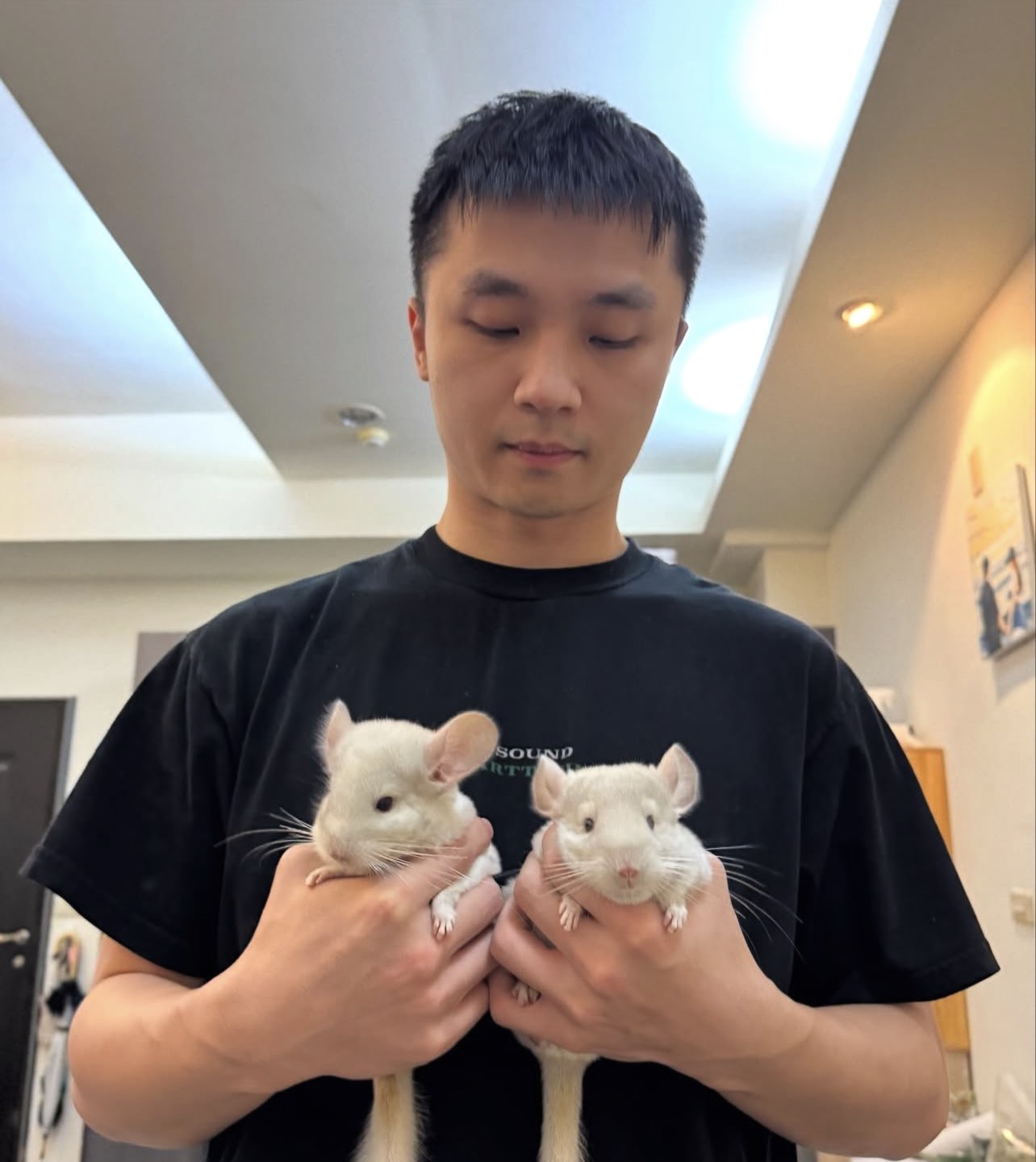 pet chinchilla for sale