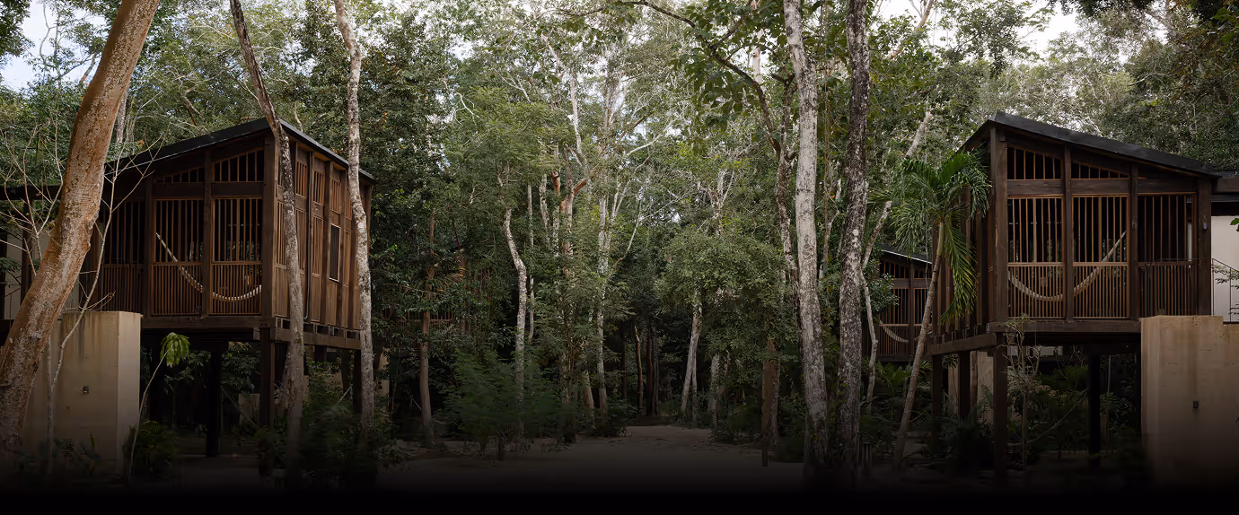 Wooden elevated cabins with hammocks nestled in a dense forest surrounded by tall trees.