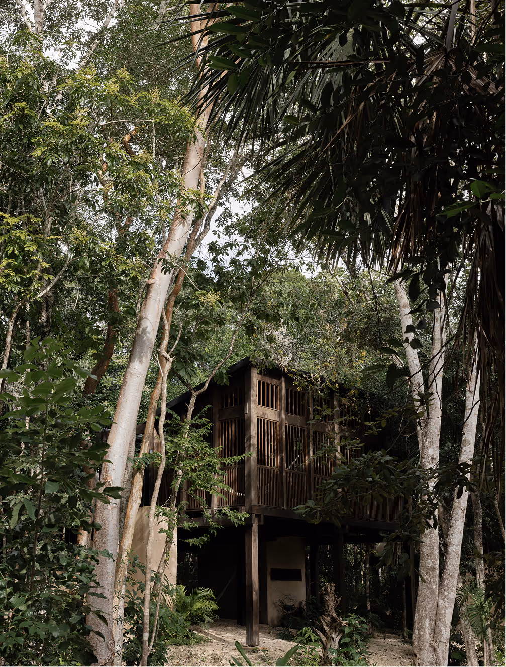 Wooden elevated cabin surrounded by dense tropical forest trees and greenery.