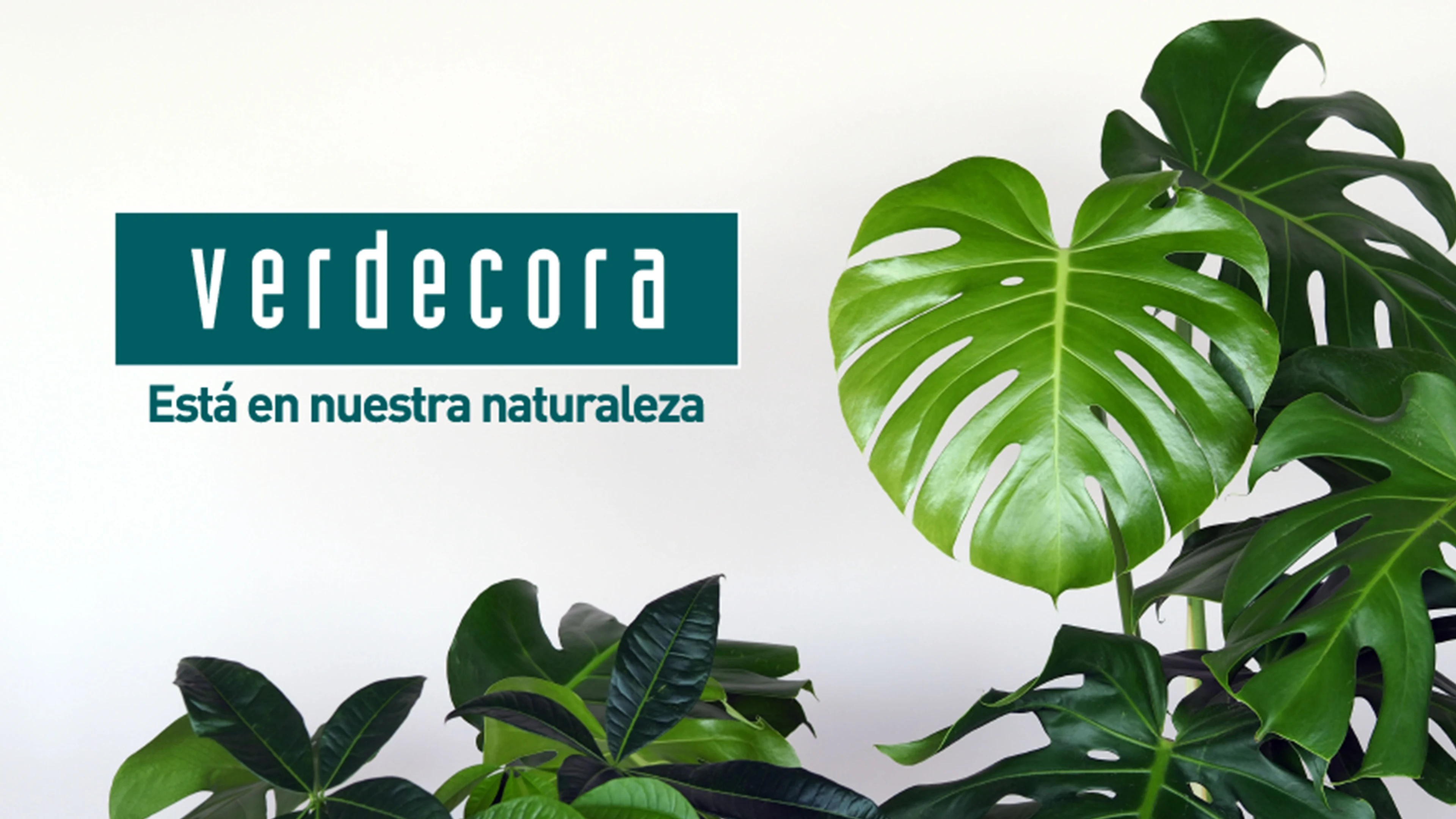 Verdecora actualiza su app para crecer más rápido