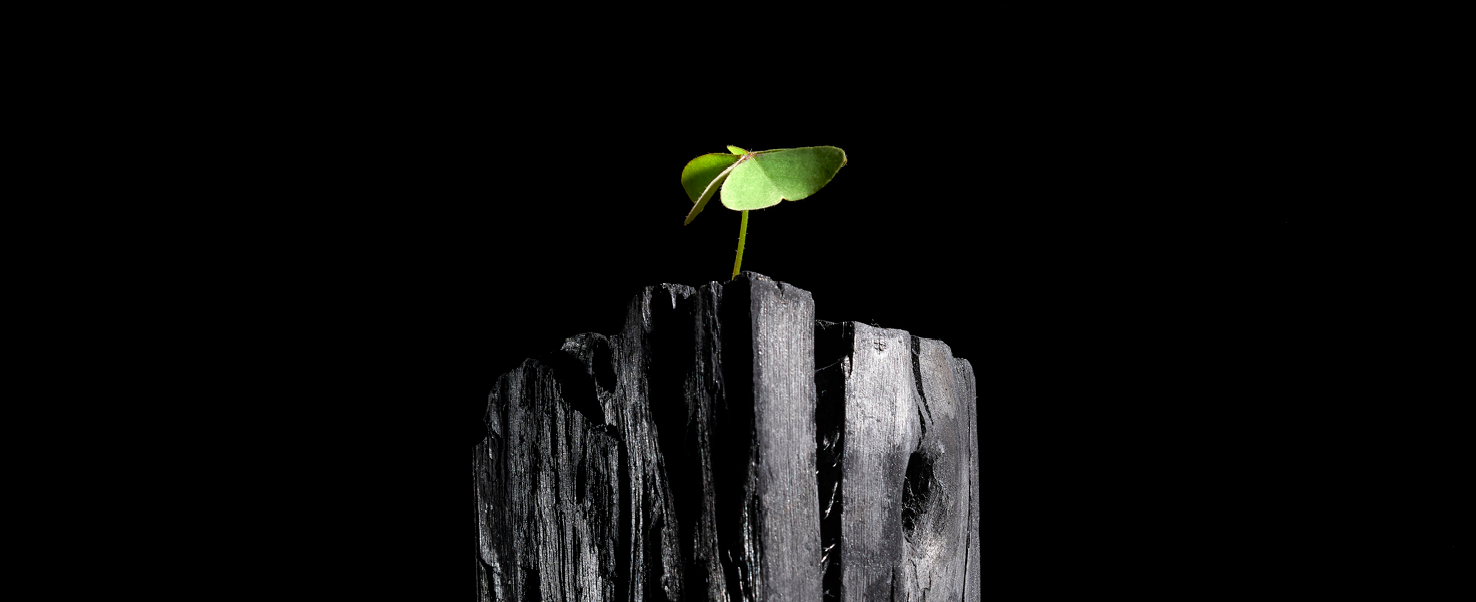 Green seedling growing out of a cut tree stump against a black background