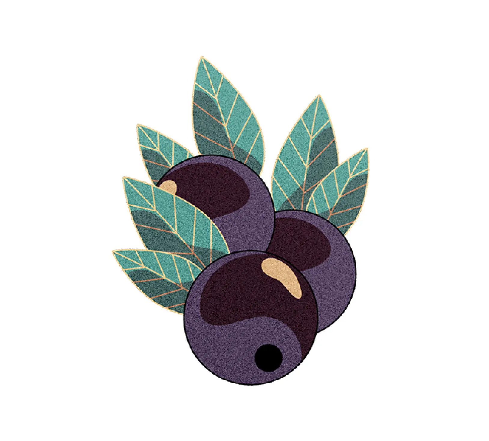 Illustration of three dark purple acai berries with green leaves behind them.