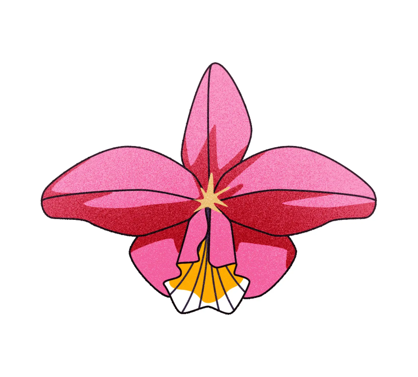 Illustration of a pink and red orchid flower with a yellow and white patterned center.