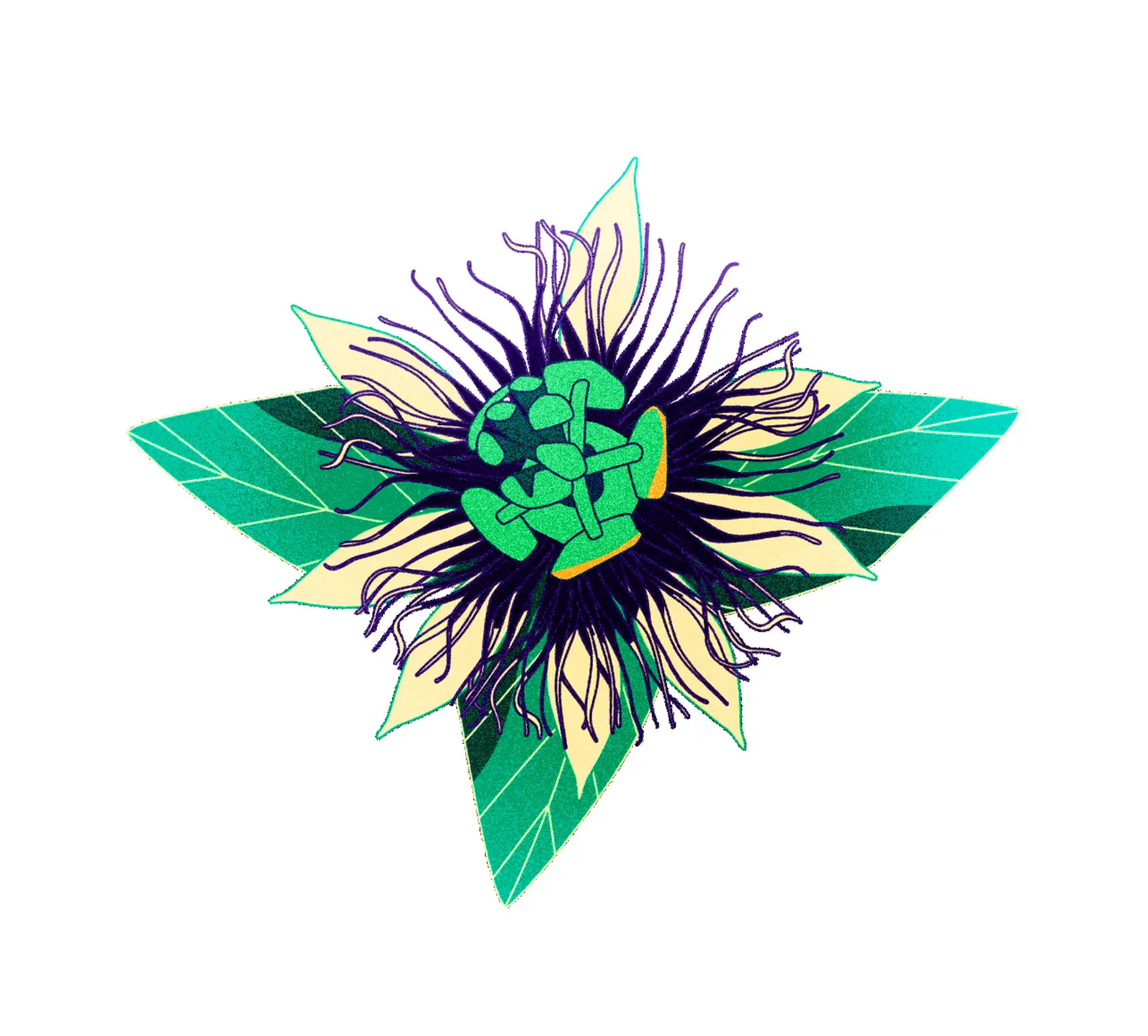 Illustration of a stylized flower with green and cream petals, dark purple filaments, and green cluster in the center.