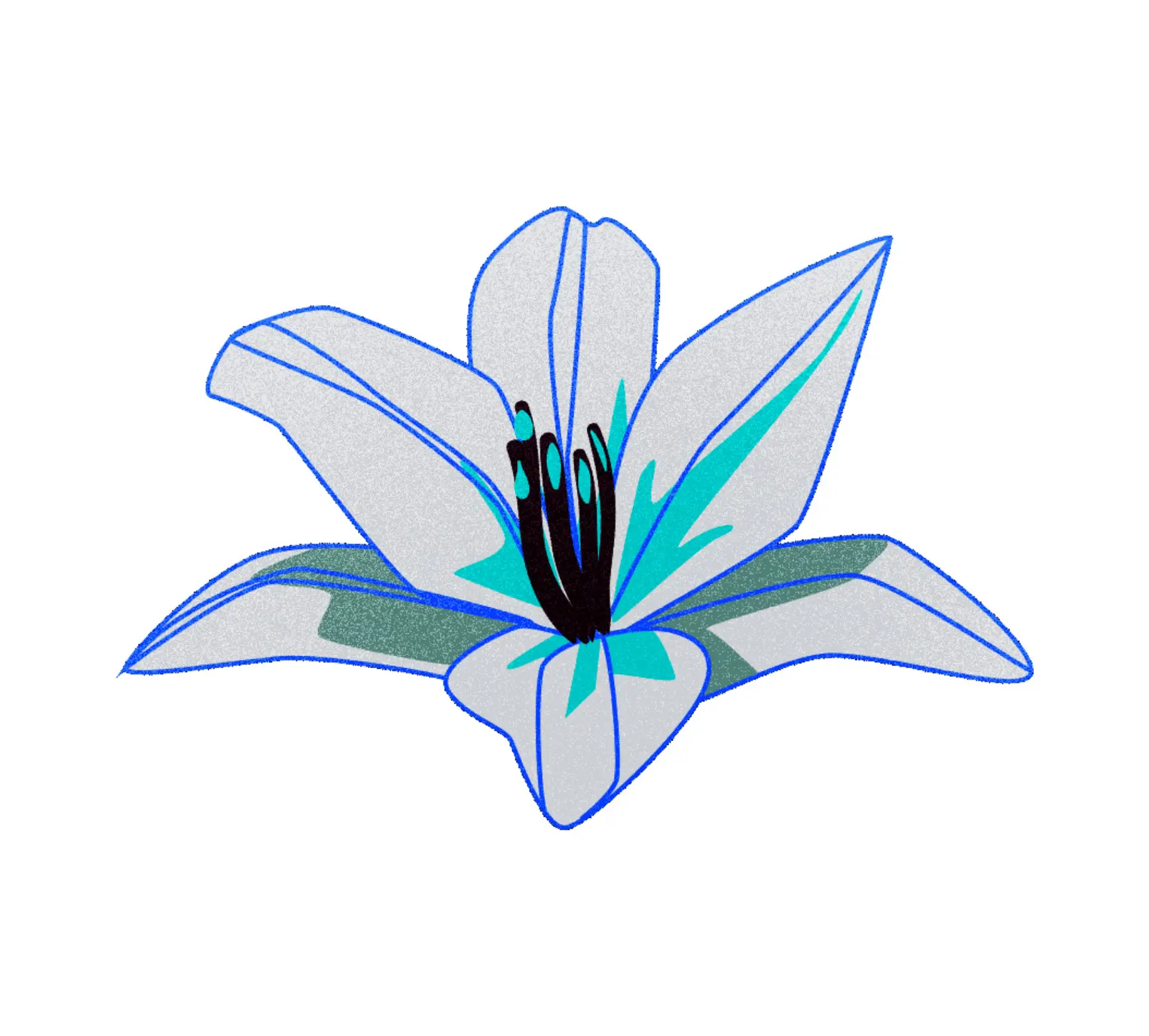 Illustration of a white lily flower with blue-green accents and black stamens.