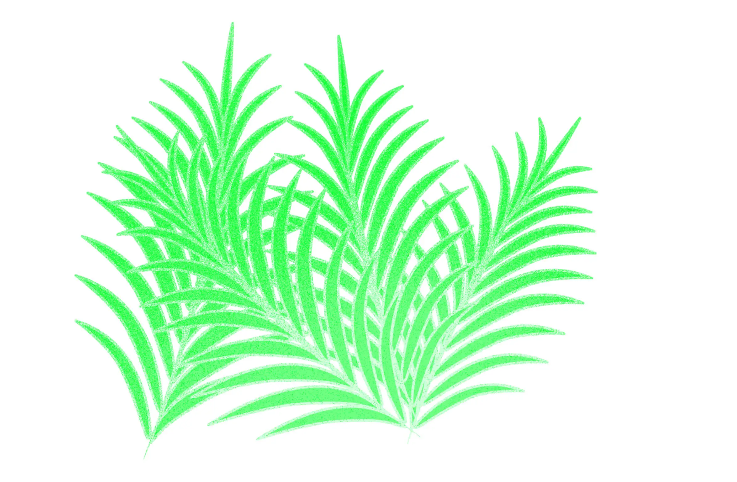Bright green stylized palm leaves with multiple slender fronds on a white background.