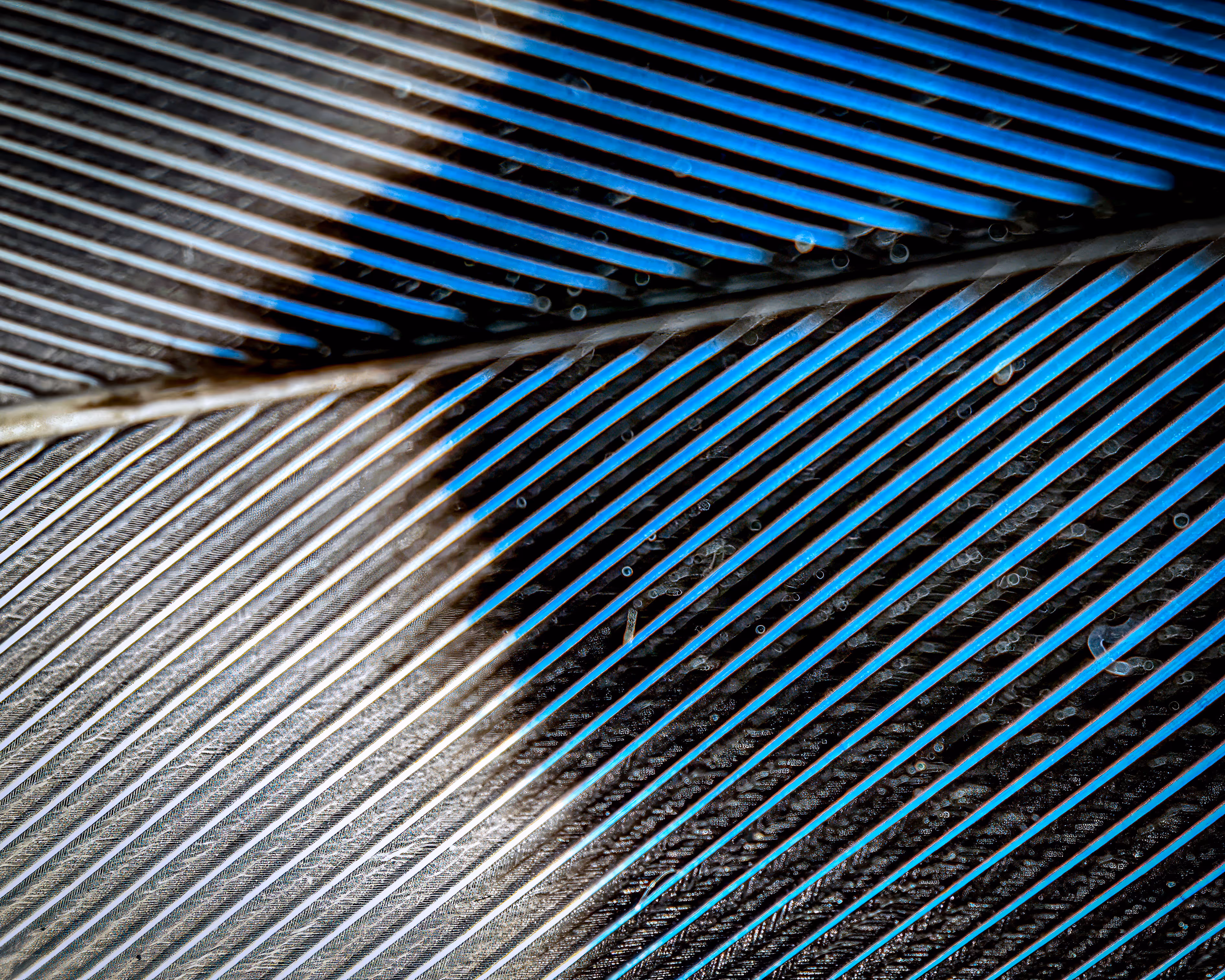 Close up of a bird feather